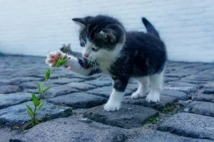 Photographie d'un chaton jouant avec une fleur
